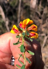 Pultenaea hartmannii