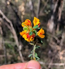 Pultenaea hartmannii