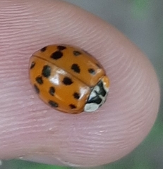 Harmonia axyridis