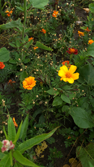 Tagetes lunulata