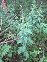 Artemisia stolonifera