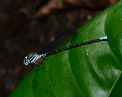 Argia johannella