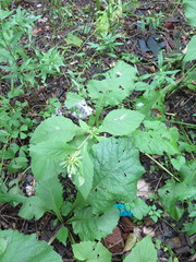 Carpesium macrocephalum