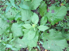 Carpesium macrocephalum