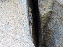 Heremites auratus