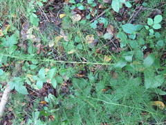 Asparagus schoberioides