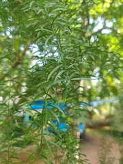 Asparagus racemosus