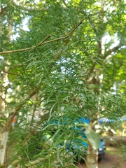 Asparagus racemosus