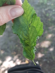 Aculops macrotrichus