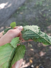 Aculops macrotrichus