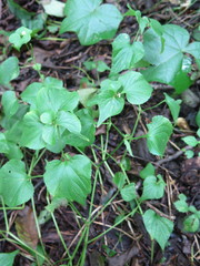 Viola acuminata