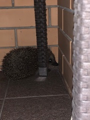 Erinaceus roumanicus