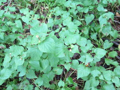 Viola acuminata