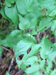 Viola acuminata
