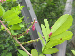 Indigofera bungeana