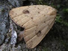 Anachrostis nigripunctalis