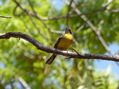 Emberiza cabanisi