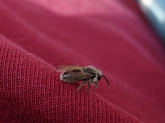 Andrena frigida