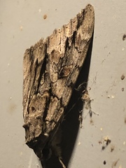 Catocala retecta