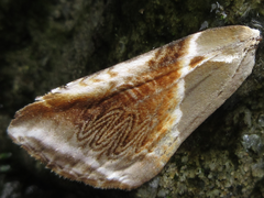 Habrosyne pyritoides
