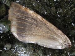 Habrosyne pyritoides