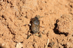 Euoniticellus fulvus