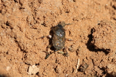 Euoniticellus fulvus
