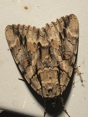 Catocala retecta