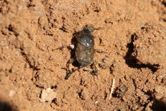 Euoniticellus fulvus