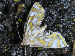 Potamomusa midas