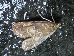 Elophila turbata