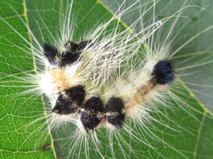 Acronicta major