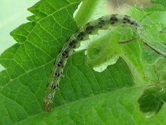 Pyrausta phoenicealis