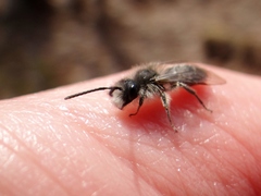 Andrena frigida