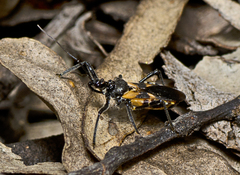 Catasphactes coprias