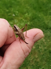 Pholidoptera griseoaptera