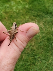 Pholidoptera griseoaptera