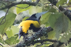 Cacicus chrysonotus