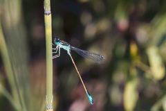 Ischnura graellsii