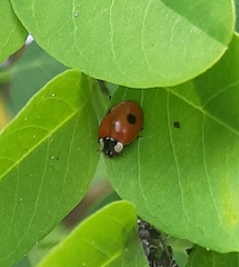 Adalia bipunctata