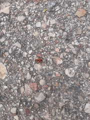 Pyrrhocoris apterus