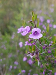 Prostanthera scutellarioides