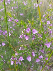Prostanthera scutellarioides