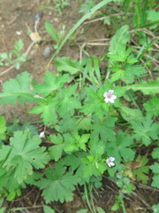 Geranium sibiricum