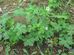Geranium sibiricum