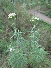 Achillea ptarmicoides