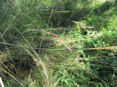 Stipa capillata