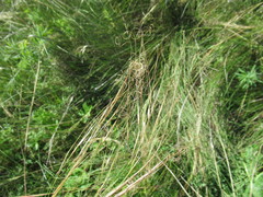 Stipa capillata
