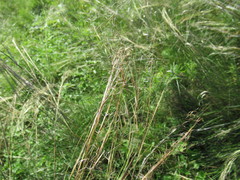 Stipa capillata