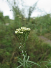Achillea ptarmicoides